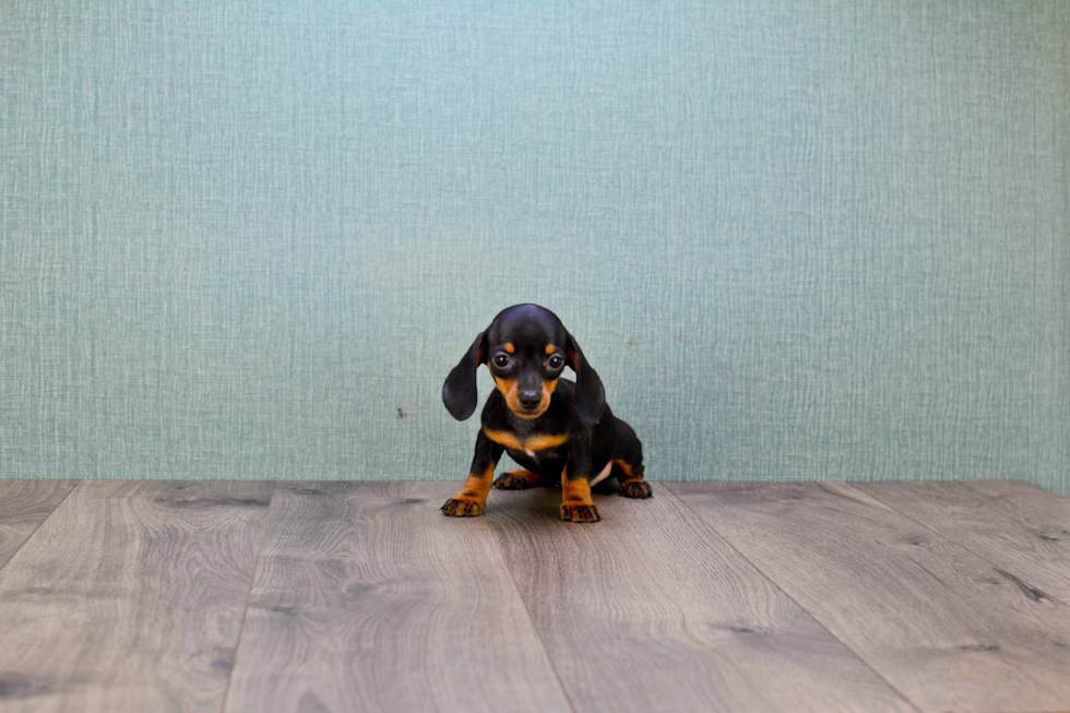 Cute Dachshund Purebred Pup