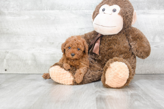 Popular Cavapoo Poodle Mix Pup