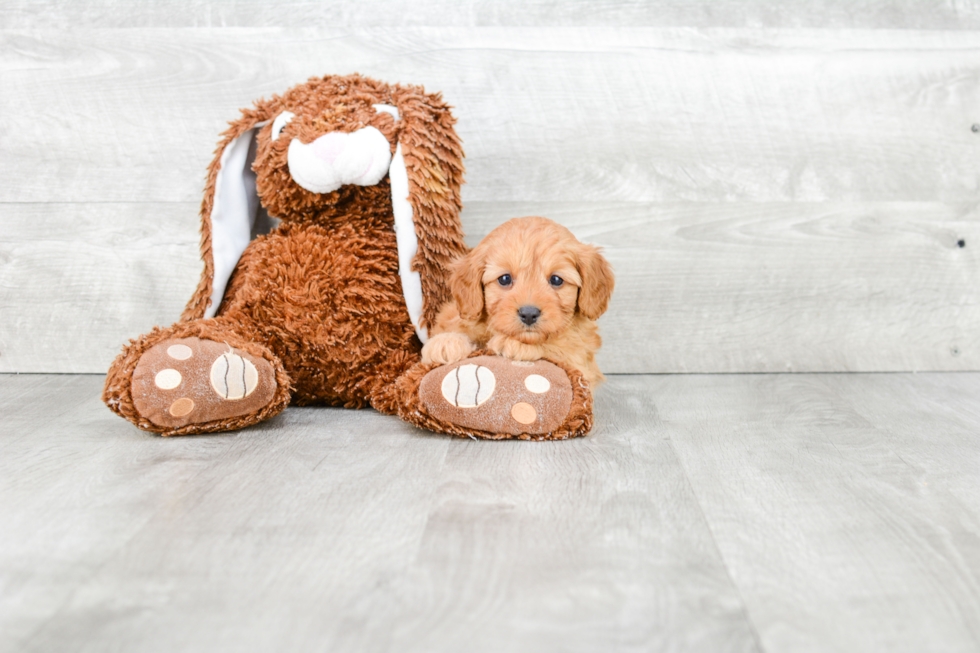 Cavapoo Pup Being Cute