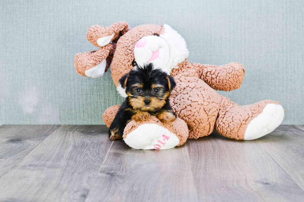 Meet Nugget - our Yorkshire Terrier Puppy Photo 