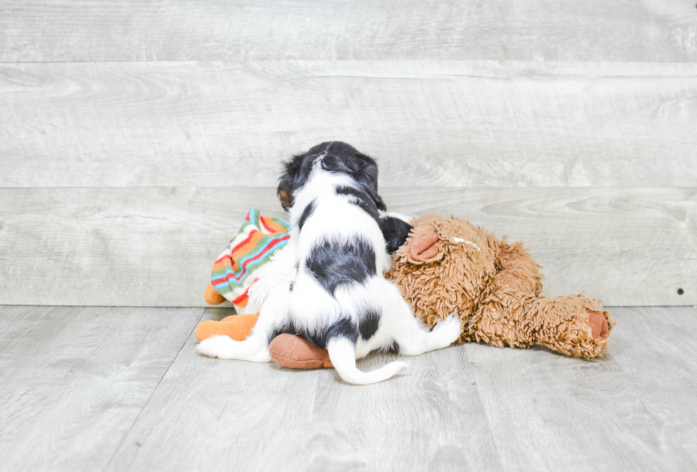 Fluffy Cavalier King Charles Spaniel Purebred Puppy