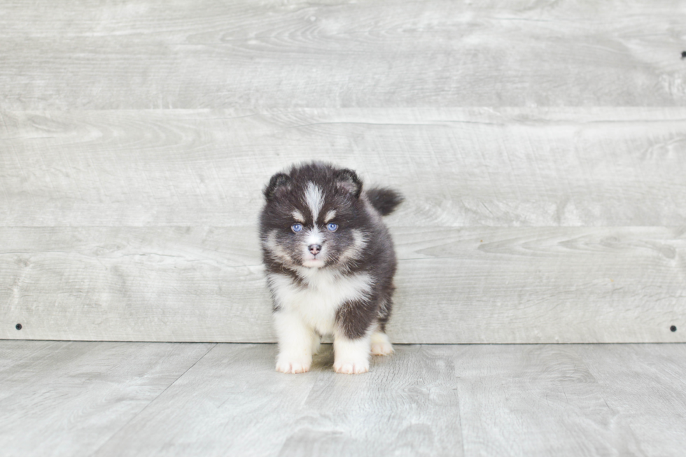 Pomsky Puppy for Adoption