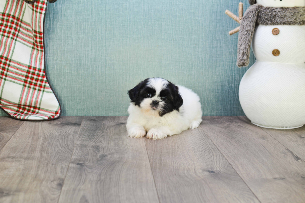 Hypoallergenic Shi Chon Designer Puppy