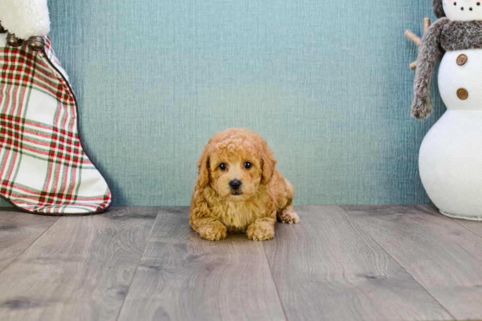 Cavapoo Puppy for Adoption