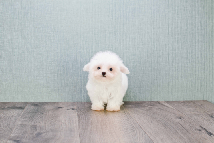 Little Maltese Purebred Pup