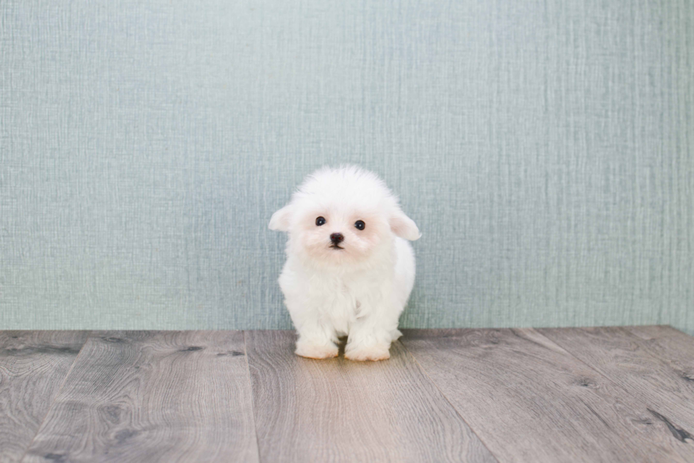 Little Maltese Purebred Pup