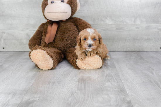 Friendly Cavapoo Baby