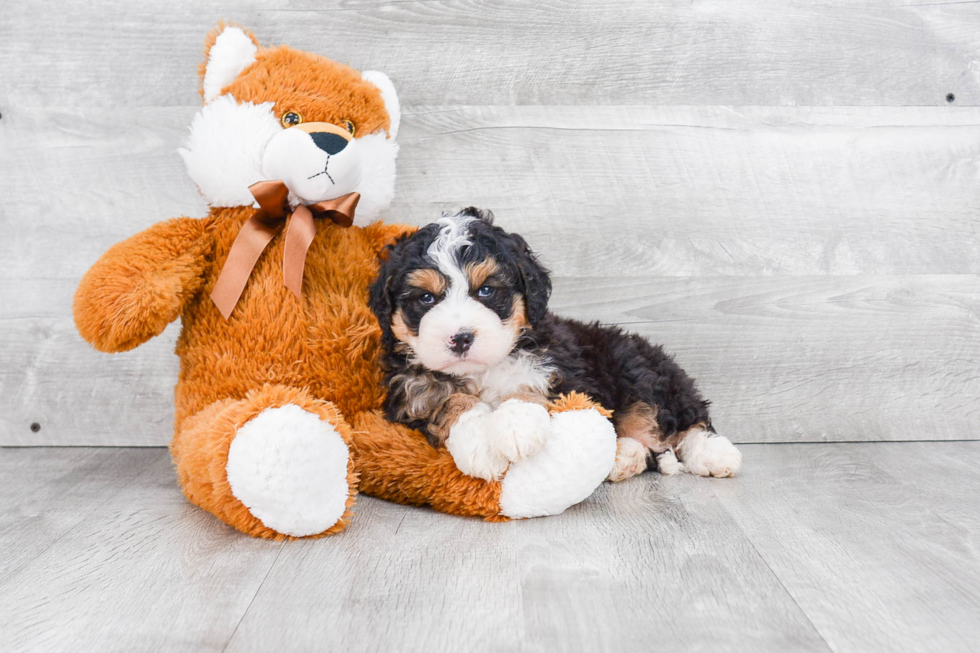 Best Mini Bernedoodle Baby