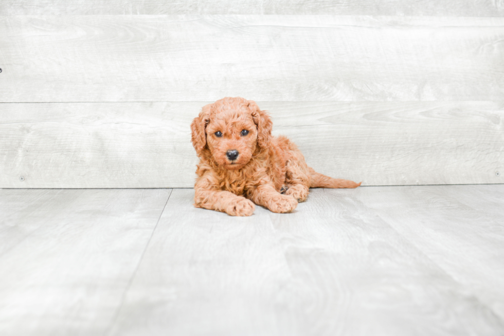 Best Mini Goldendoodle Baby