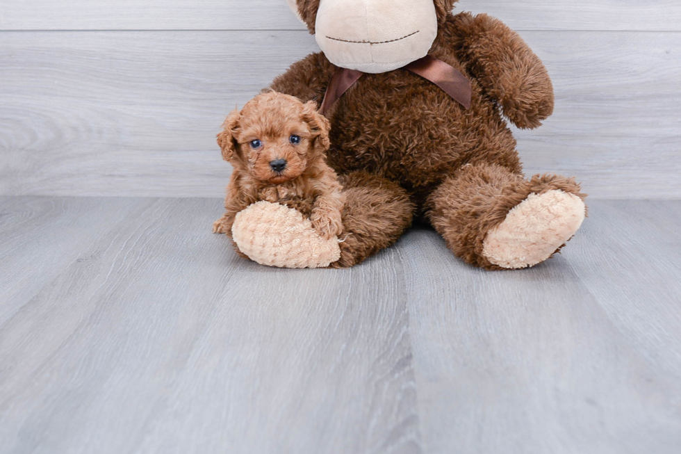 Cavapoo Puppy for Adoption