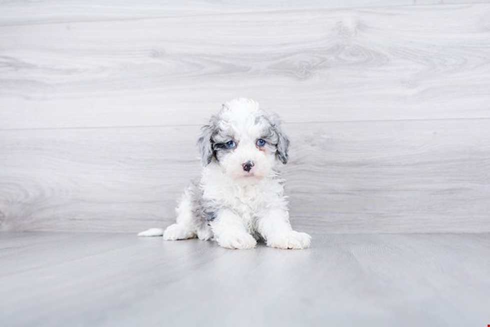 Funny Mini Sheepadoodle Poodle Mix Pup