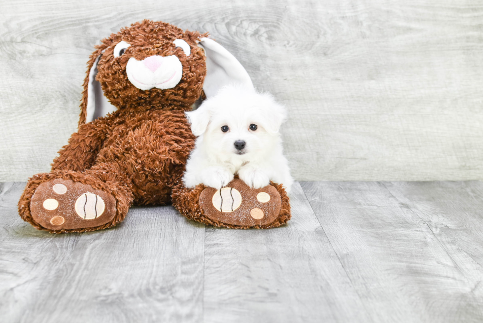 Maltese Pup Being Cute