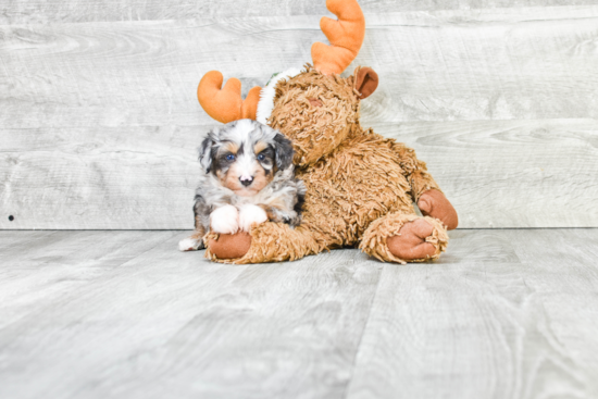 Mini Aussiedoodle Pup Being Cute