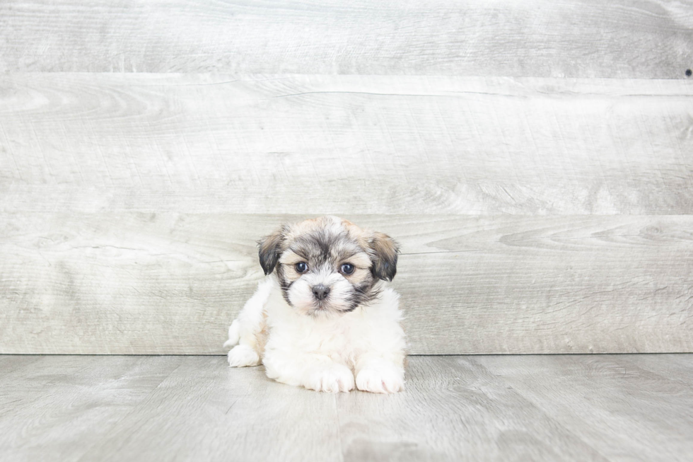 Havanese Puppy for Adoption