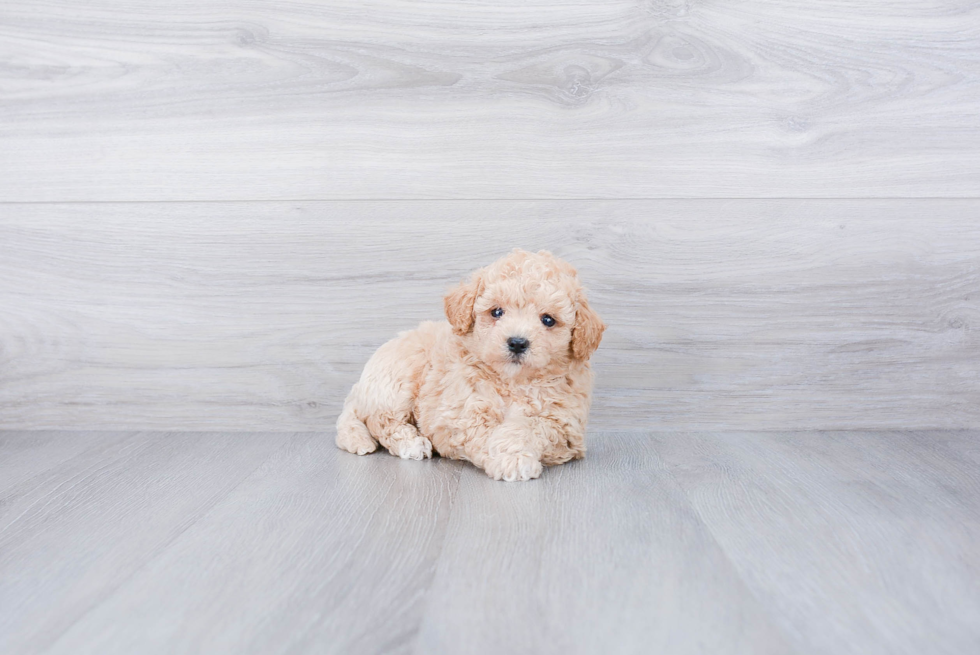 Maltipoo Pup Being Cute