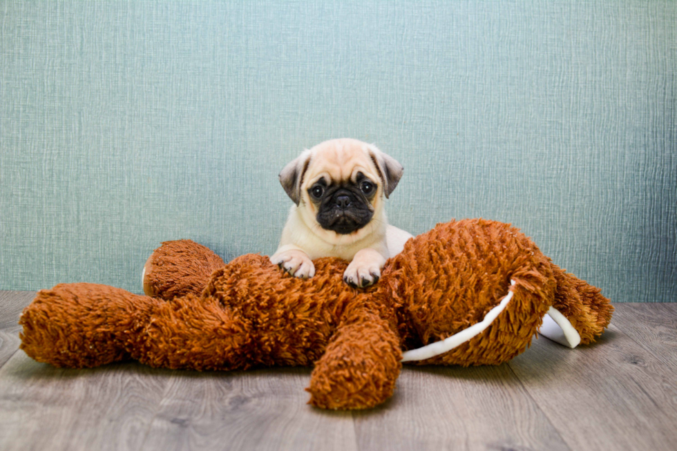 Cute Pug Purebred Puppy