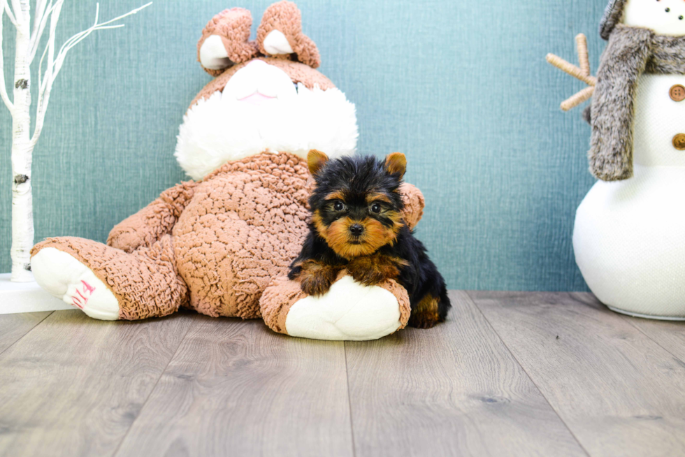 Meet Micro-Teacup-Giselle - our Yorkshire Terrier Puppy Photo 