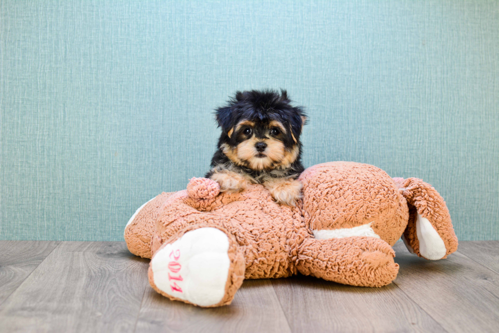 Hypoallergenic Yorkie Designer Puppy