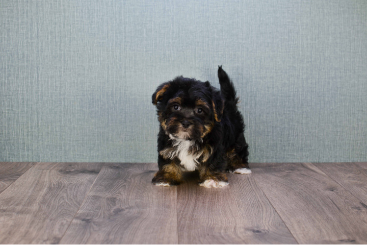 Havanese Puppy for Adoption