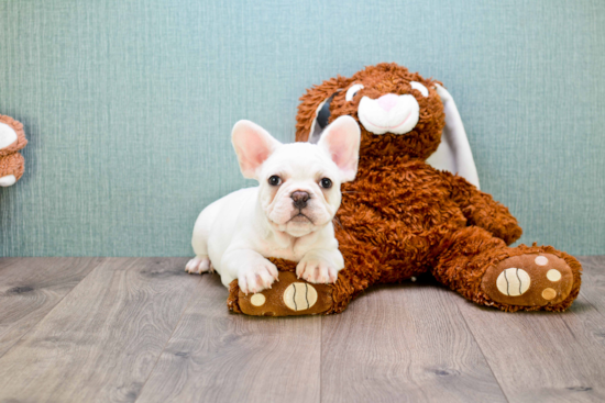 French Bulldog Puppy for Adoption