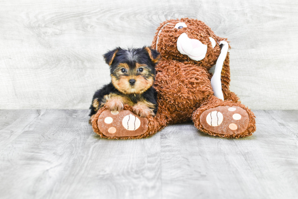 Meet Lisa - our Yorkshire Terrier Puppy Photo 