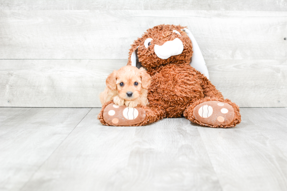 Cavapoo Pup Being Cute