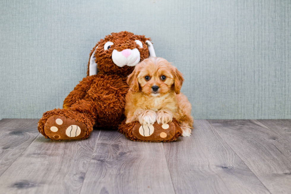 Cavapoo Pup Being Cute