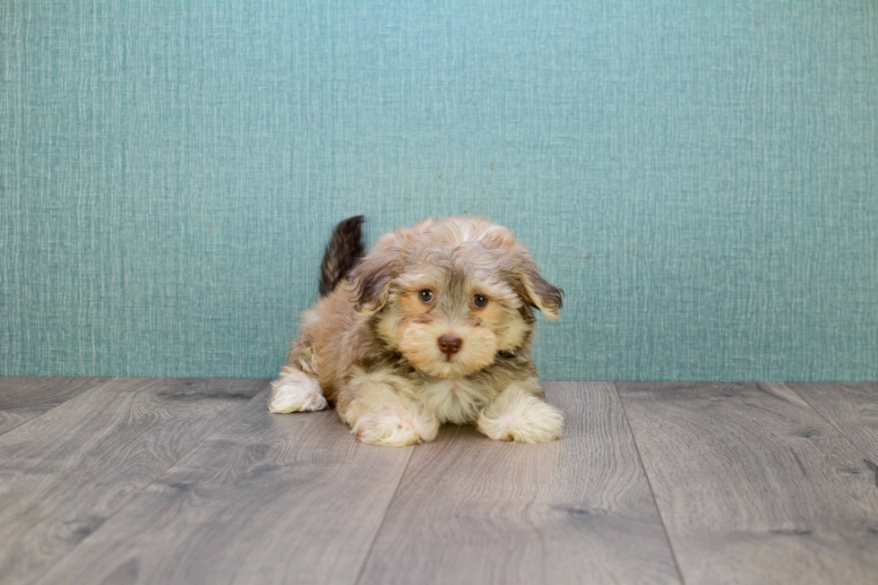 Havanese Pup Being Cute