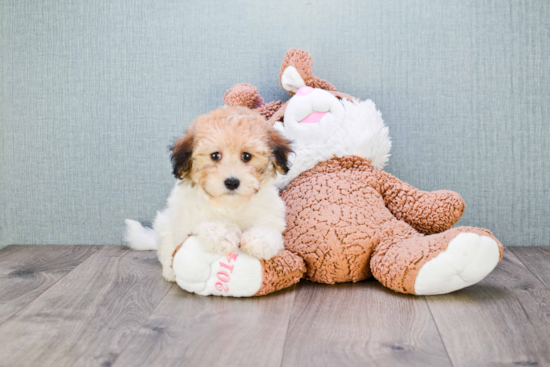 Popular Havanese Baby