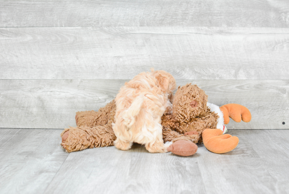 Smart Maltipoo Poodle Mix Pup