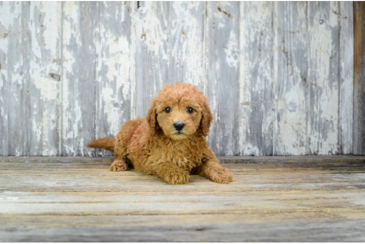 Small Mini Goldendoodle Baby