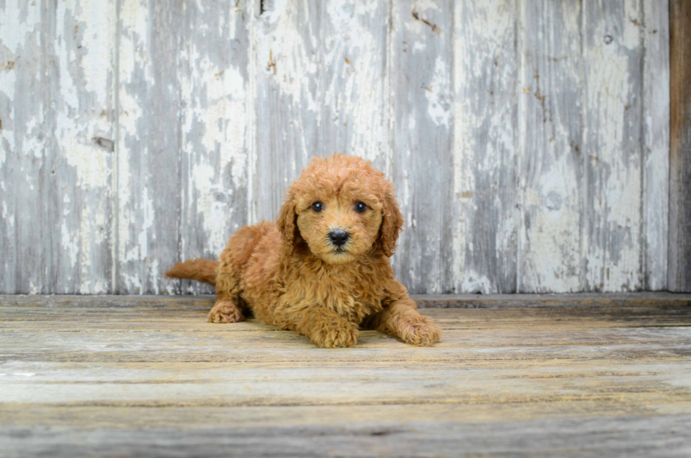 Small Mini Goldendoodle Baby