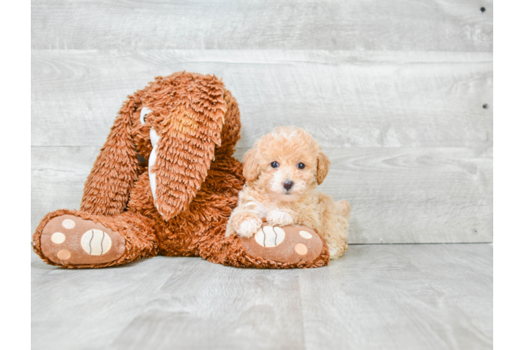 Poodle Pup Being Cute