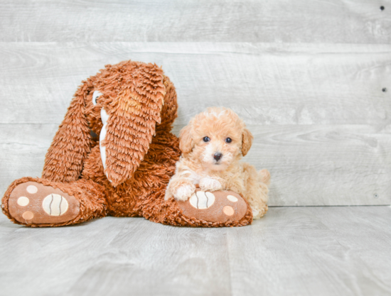 Poodle Pup Being Cute