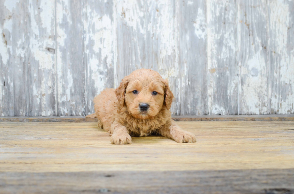 Best Mini Goldendoodle Baby