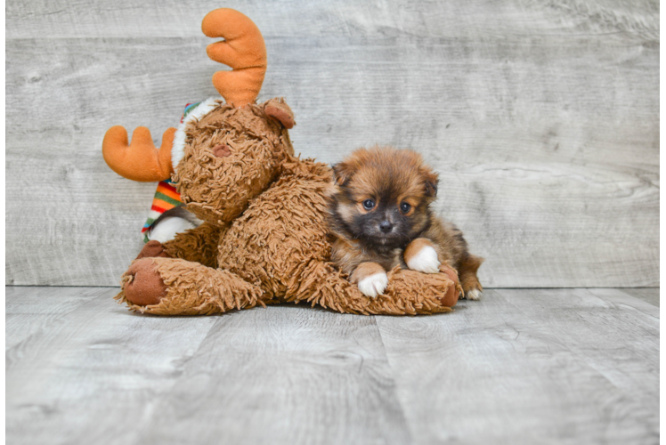 Small Pomeranian Purebred Pup