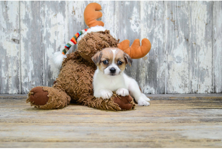 Cute Terrier Mix Mix Puppy