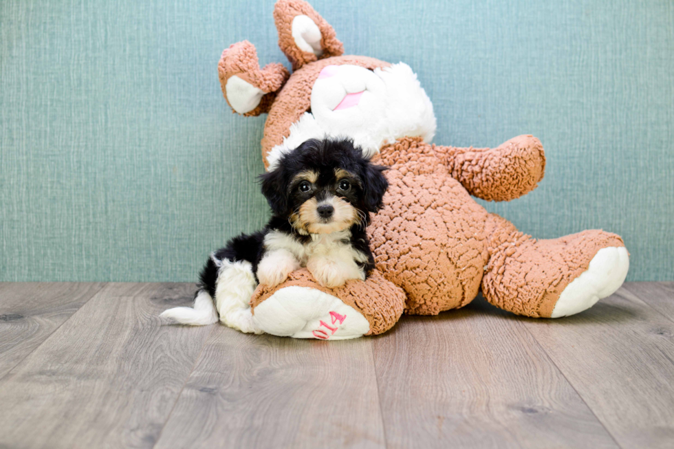 Sweet Cavachon Baby