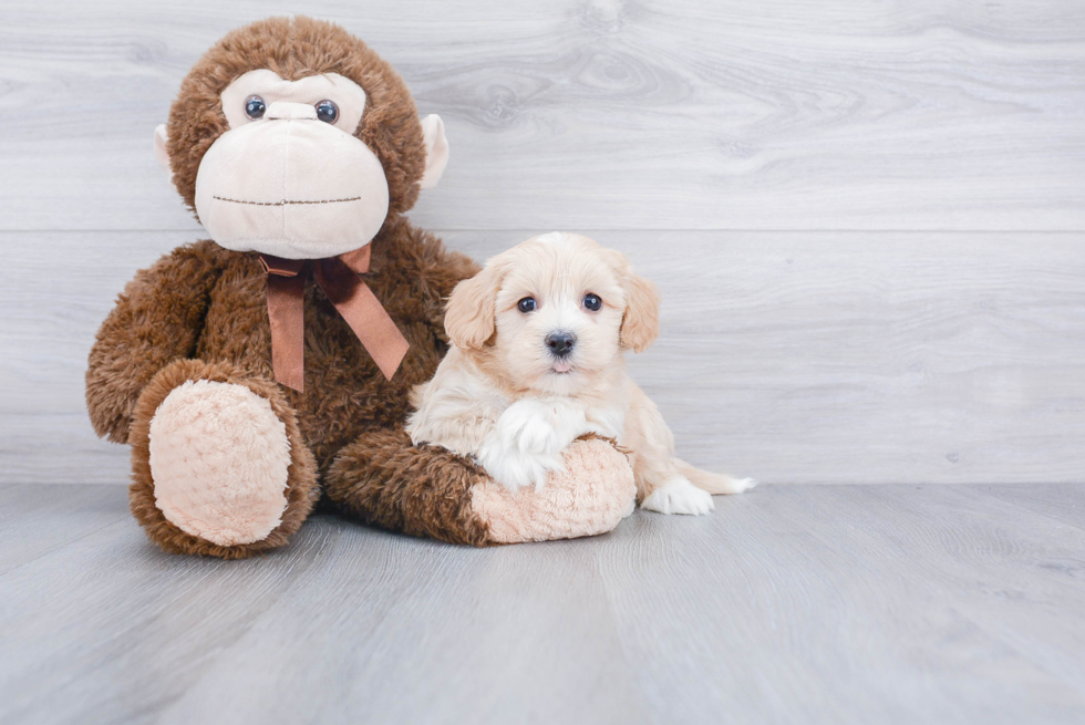 Fluffy Havanese Purebred Puppy