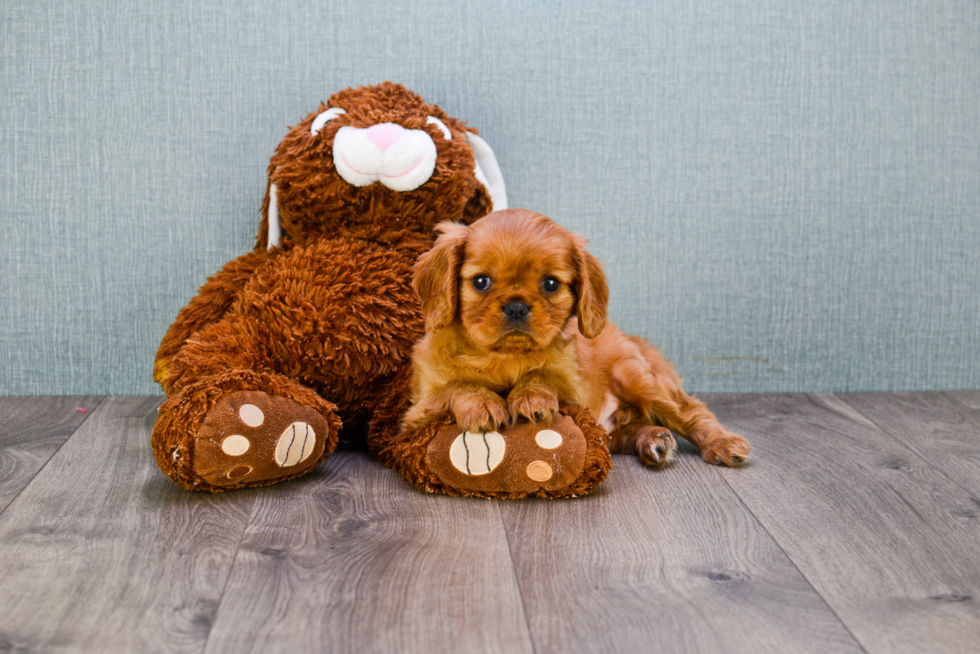 Popular Cavalier King Charles Spaniel Baby