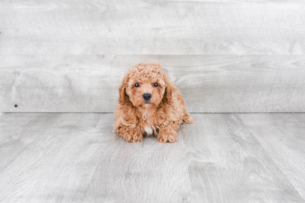 Little Poodle Purebred Pup