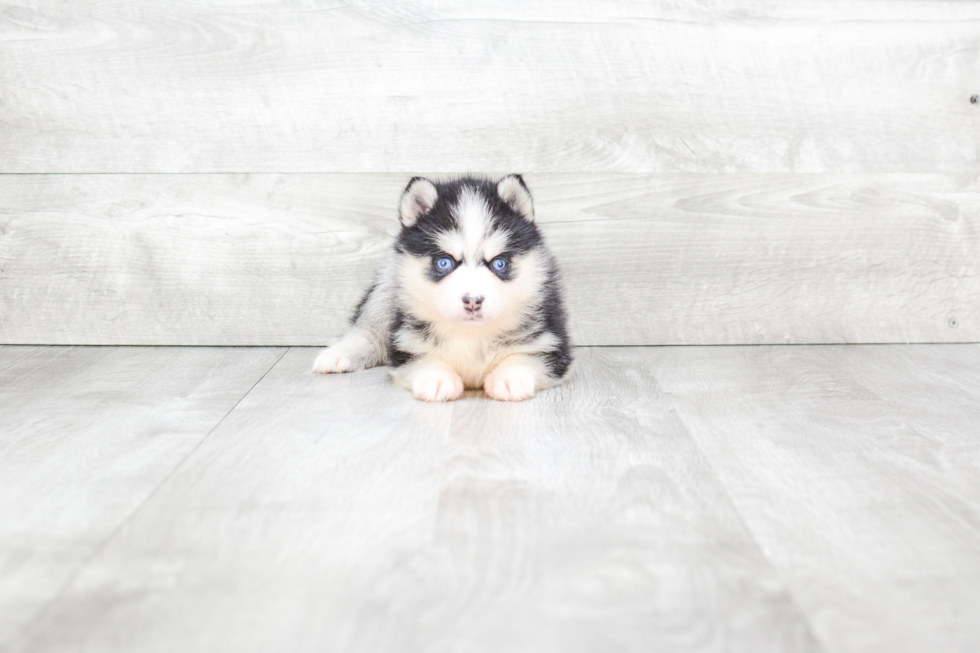 Happy Pomsky Baby