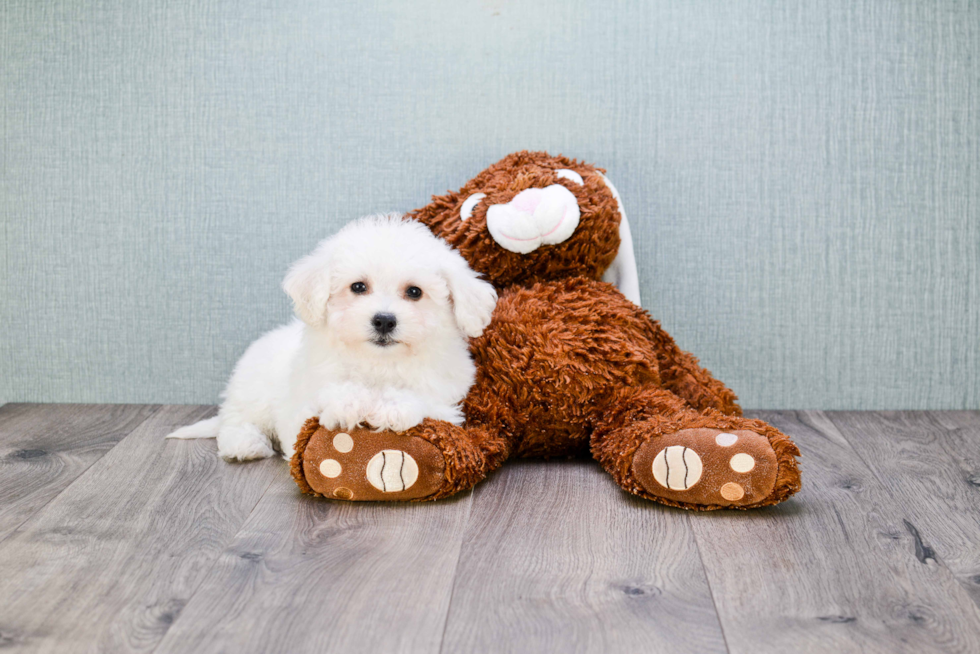 Popular Bichon Frise Purebred Pup