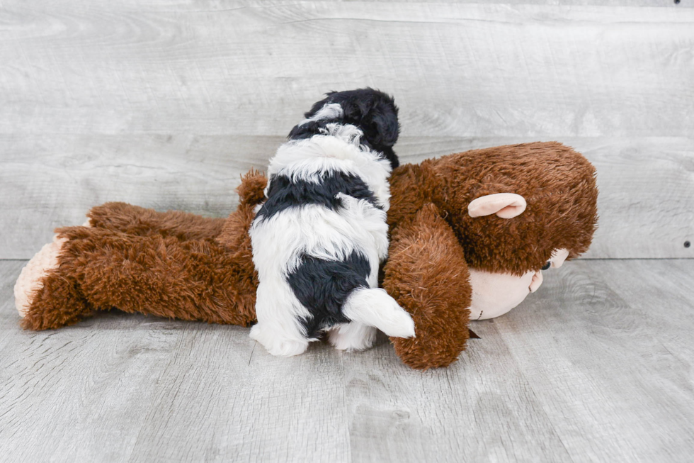 Havanese Pup Being Cute