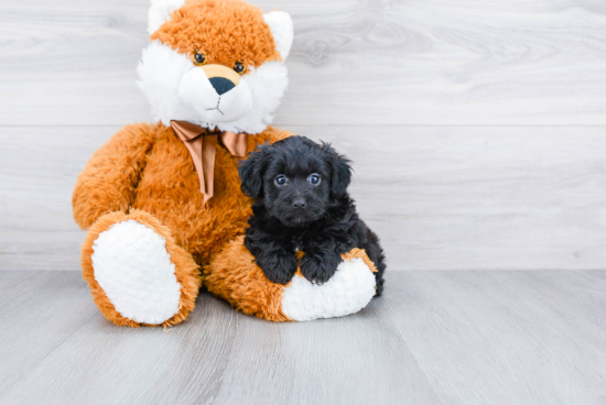 Best Mini Aussiedoodle Baby