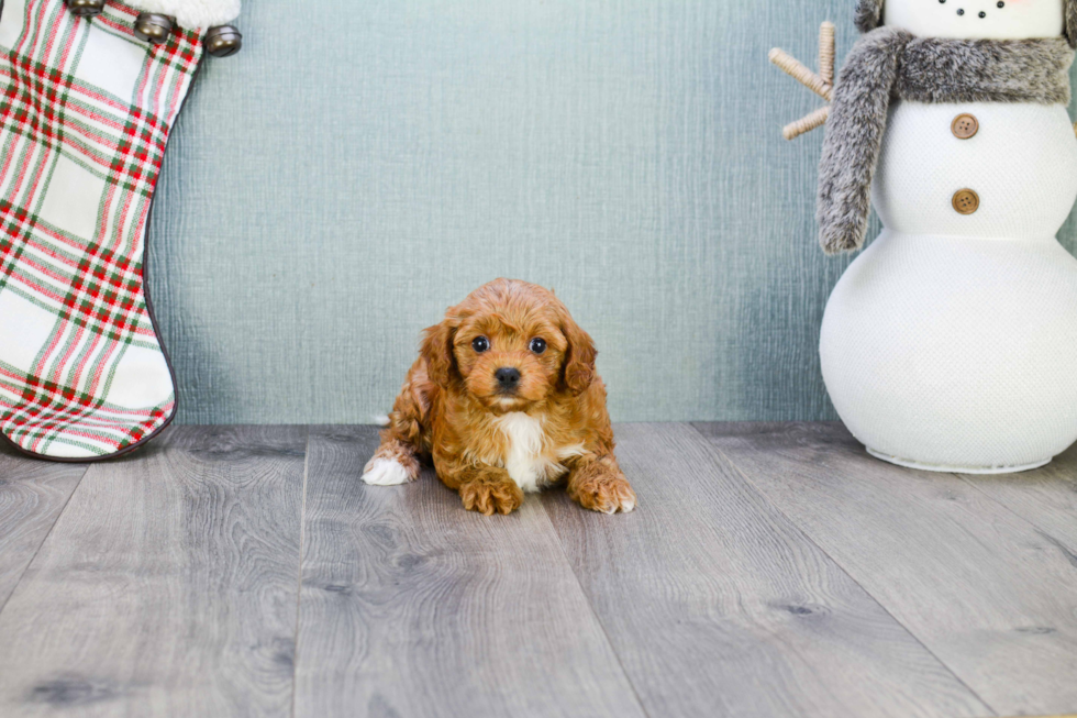 Cavapoo Pup Being Cute