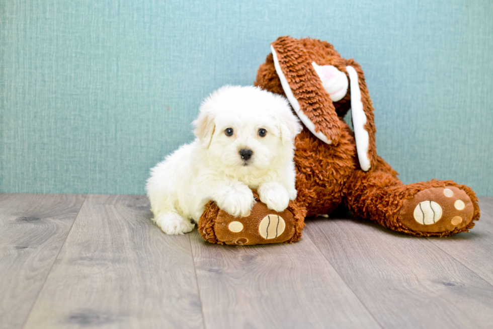 Small Maltipoo Baby