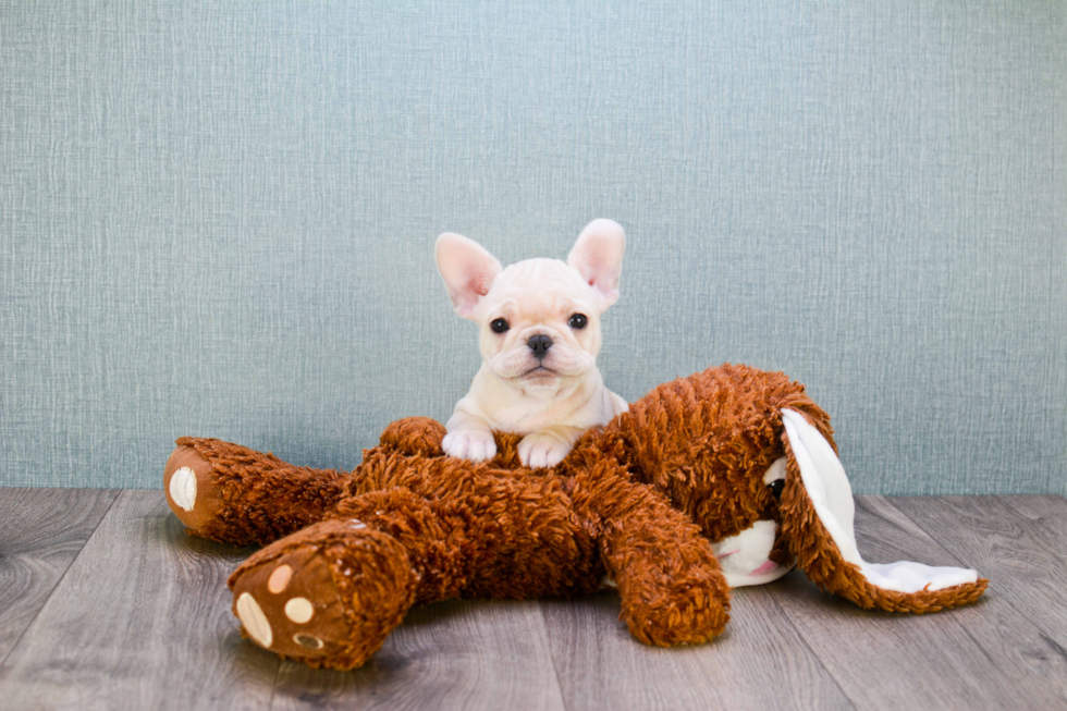 French Bulldog Puppy for Adoption