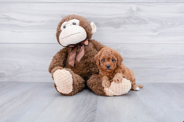 Best Cavapoo Baby