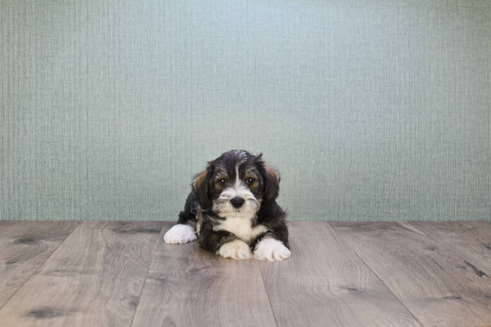 Mini Schnauzer Puppy for Adoption